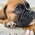 Boxer Pug Mix: A Loyal and Loving Friend
