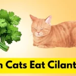 Can Cats Eat Cilantro? Understanding the Benefits Of Cilantro