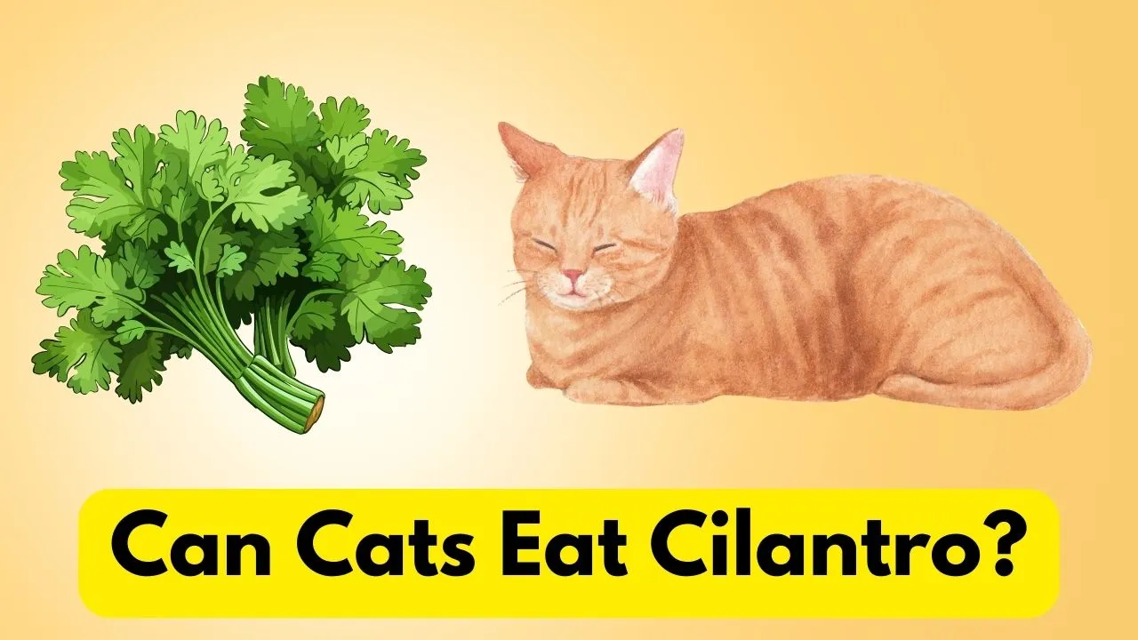 Can Cats Eat Cilantro?