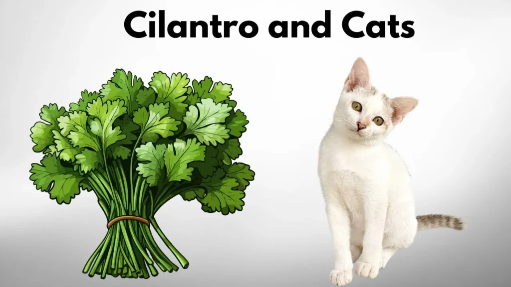 Cilantro and Cats