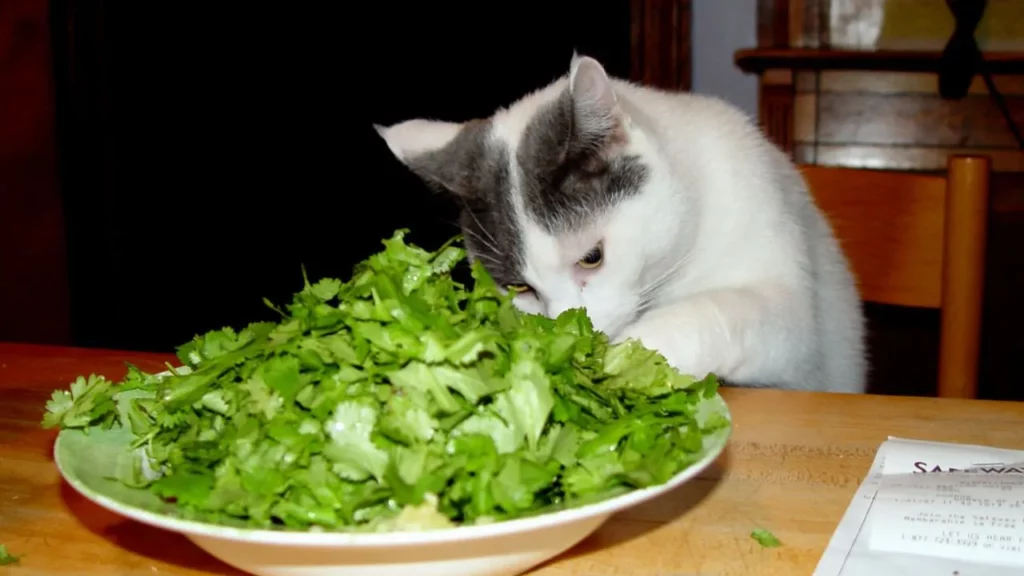 how much can a cat eat cilantro? 