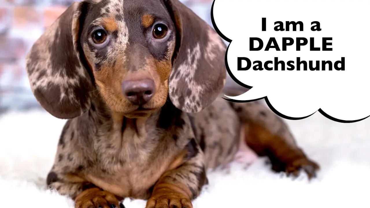Dapple Dachshund Unraveling the Unique Beauty