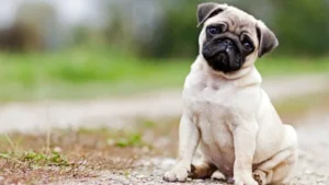 How Long Do Pugs Live