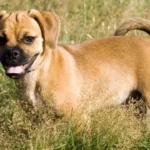 Pug Mix – Discovering the Perfect Blend of Adorable Breeds