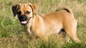 Pug Mix – Discovering the Perfect Blend of Adorable Breeds