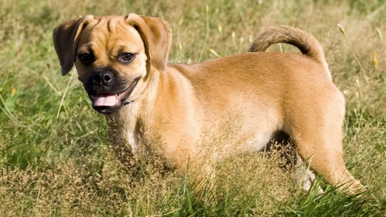 Pug Mix - Discovering the Perfect Blend of Adorable Breeds