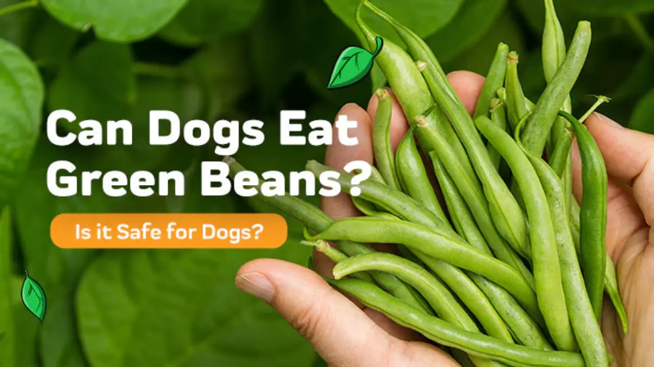 Can Dogs Have Green Beans A Nutritional Guide
