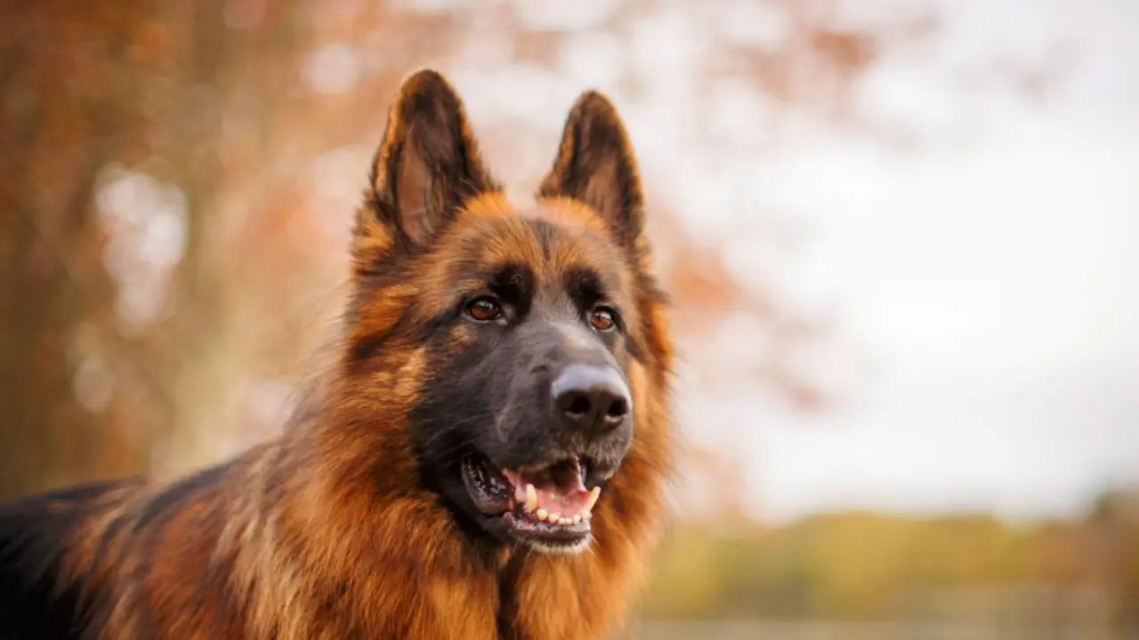 German Shepherd Poodle Mix A Wonderful Blend of Intelligence