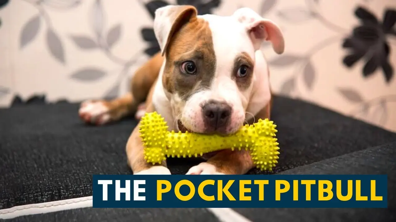 Pocket Pitbull Compact, Loyal, and Loving