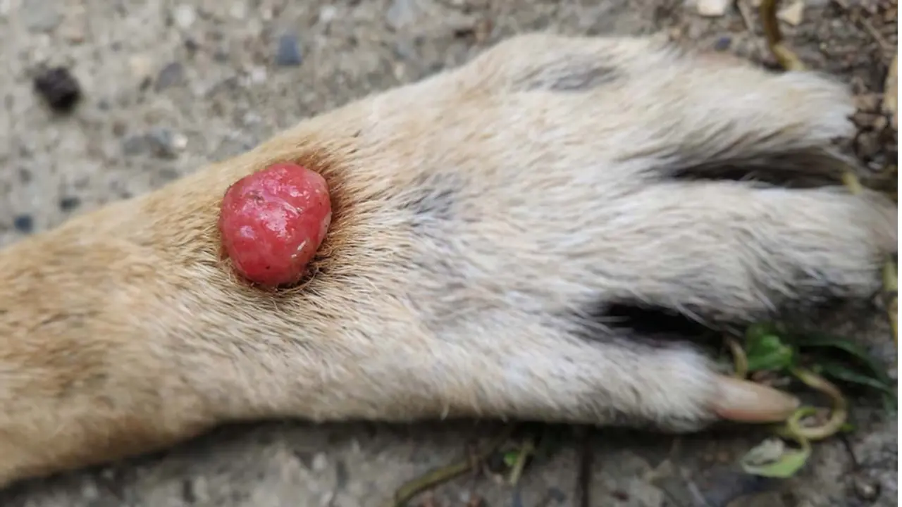 Sebaceous Cysts in Dogs Causes, Symptoms, and Treatment 