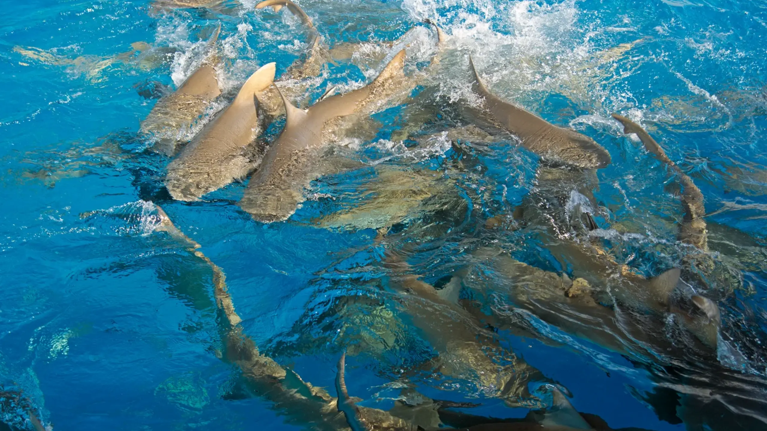 Shark Feeding Frenzy Louisiana A Spectacular Natural Event 